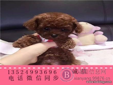 纯种小型犬泰迪幼犬高品质可爱迷你泰迪宝宝贵宾