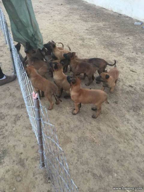 兴奋灵敏 警觉性高 服从性好 看家护院 马犬幼犬